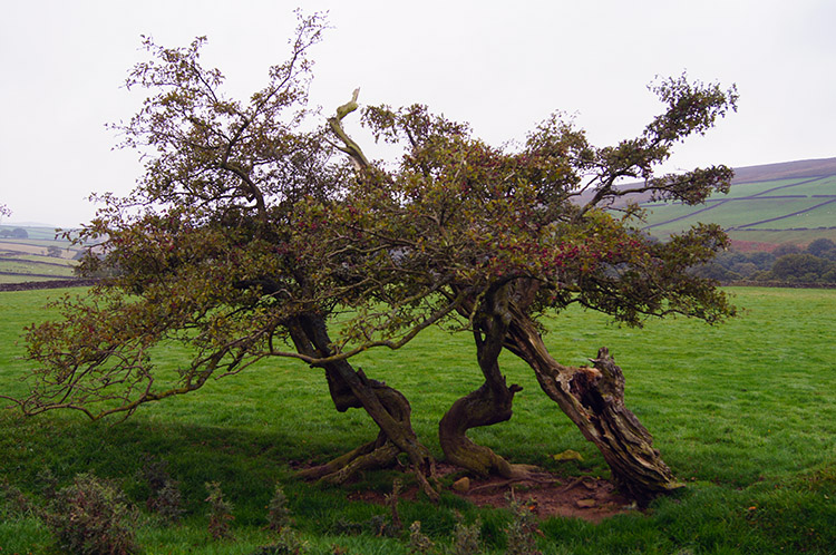 Lonely hawthorn, once part of an extended line