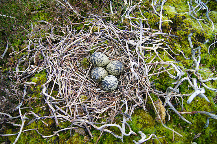 Exposed Grouse eggs on Cold Moor