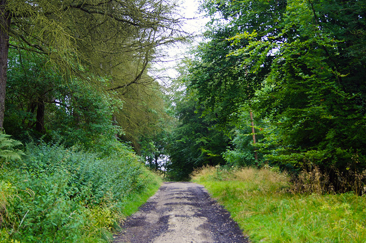 Climbing on the track up Arden Bank