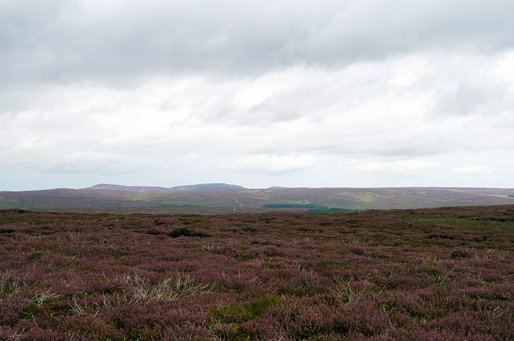 Heather covering Arden Great Moor