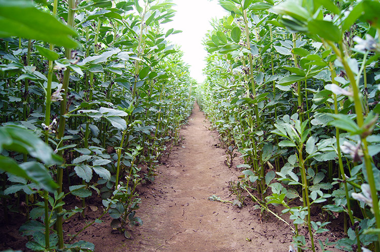 Across the Broad Bean Field