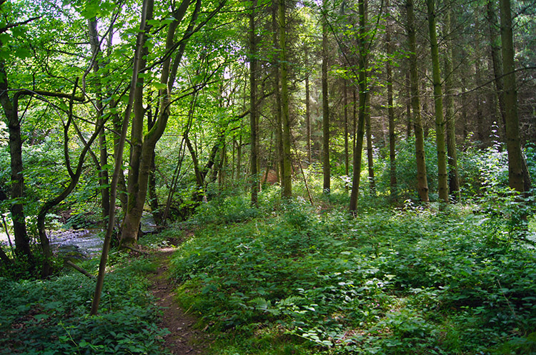 Woodland path beside the River Burn