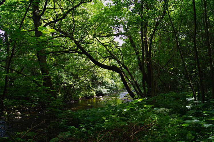 In the deep and dark woods