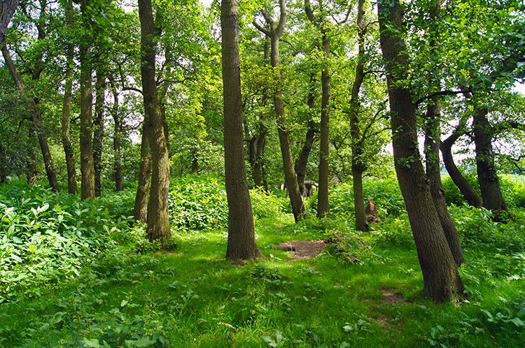 Copse near Low Burn Bridge