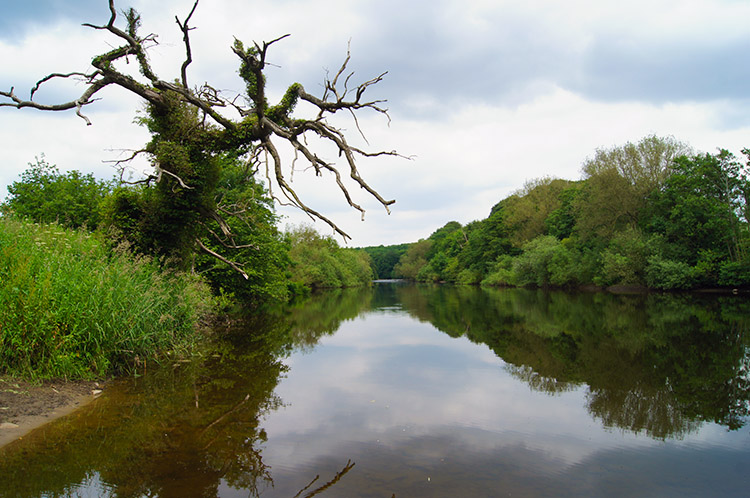 River Ure near Masham