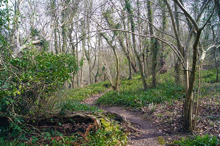 Cock Mill Wood