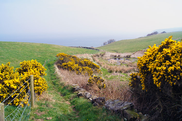 Approaching Widdy Head