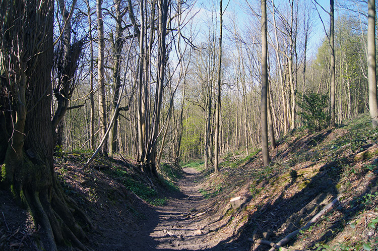 Coneysthorpe Banks Wood