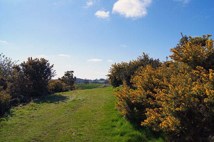 Gorse in bloom near Coneysthorpe