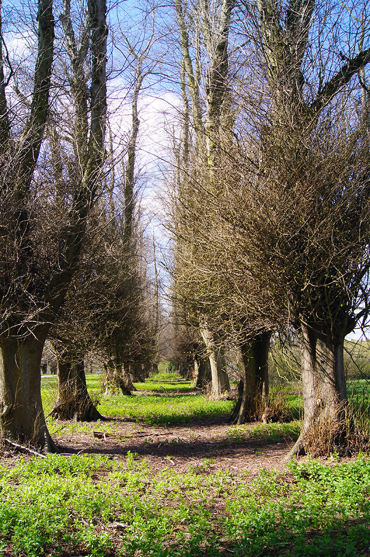 Avenue of trees beside the Stray