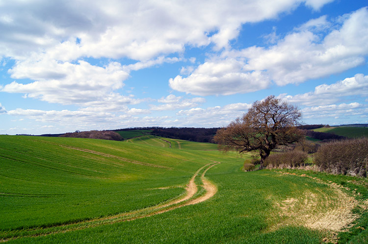 Howardian Hills