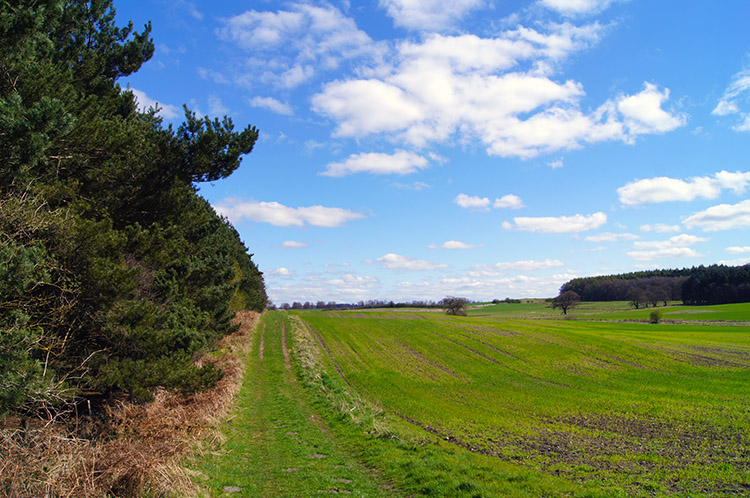 The way back beside Slingsby Banks Wood