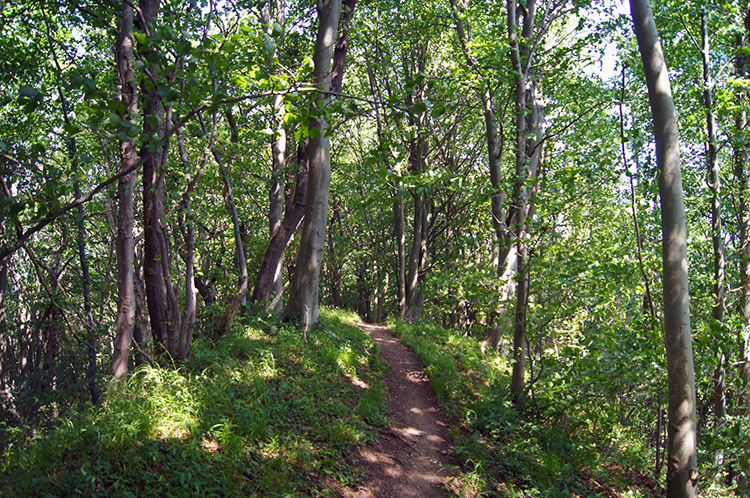 The path through the woods