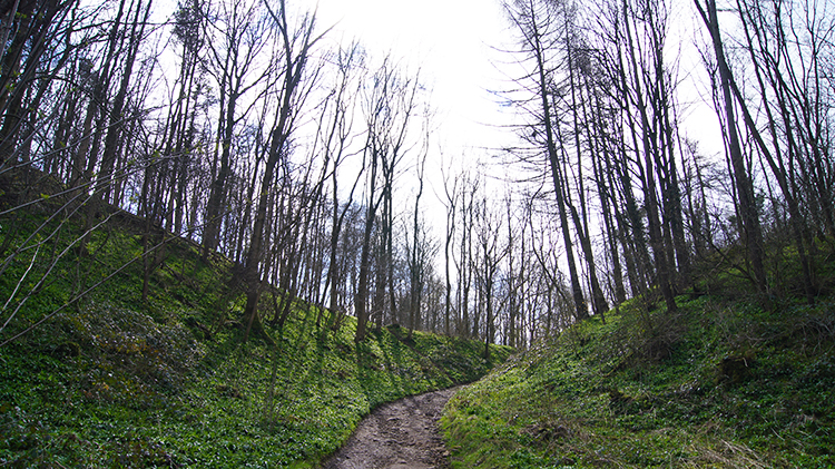 Avenue leading to Studley Park