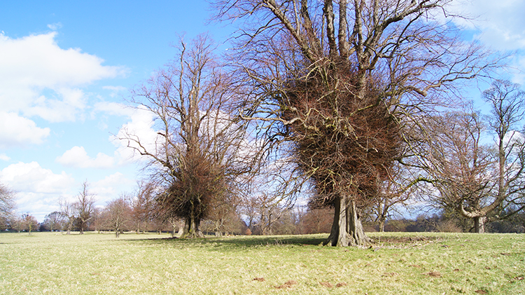 Studley Park