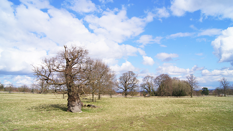 Studley Deer Park