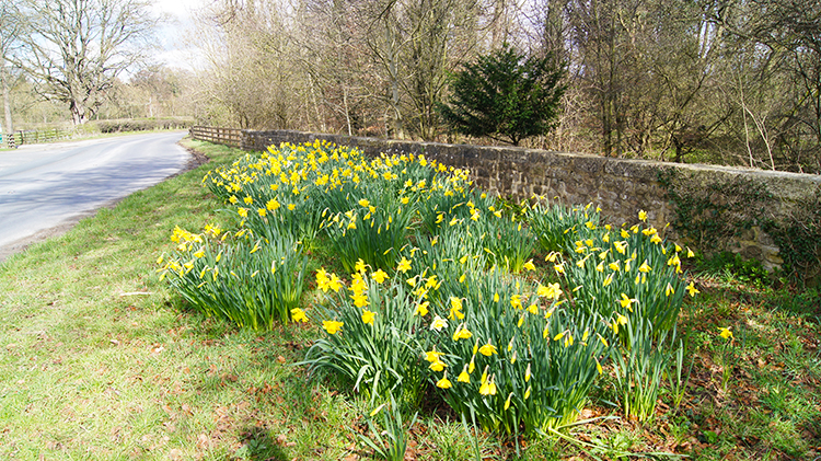 Daffodils beside Studley Road