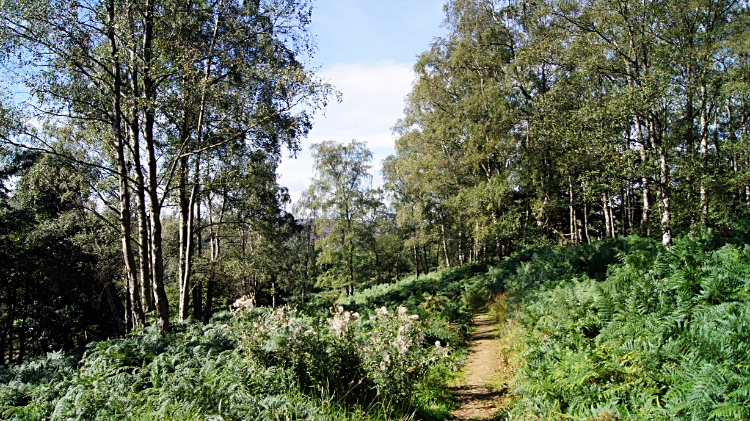 Woodland trail through Danby Park