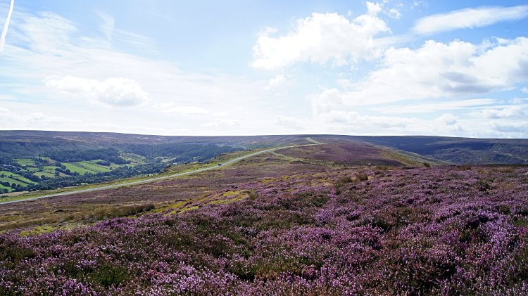 Heather blossom on Castleton Rigg