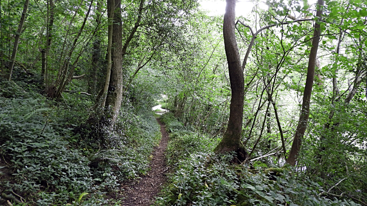 The path through Callister Wood