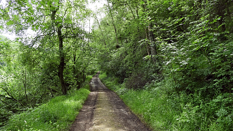 The bridleway through Nettle Dale