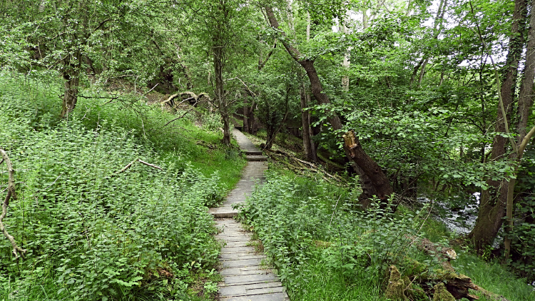 Boardwalk in Ryedale