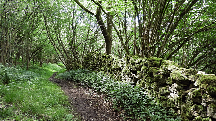 Deep Gill Wood