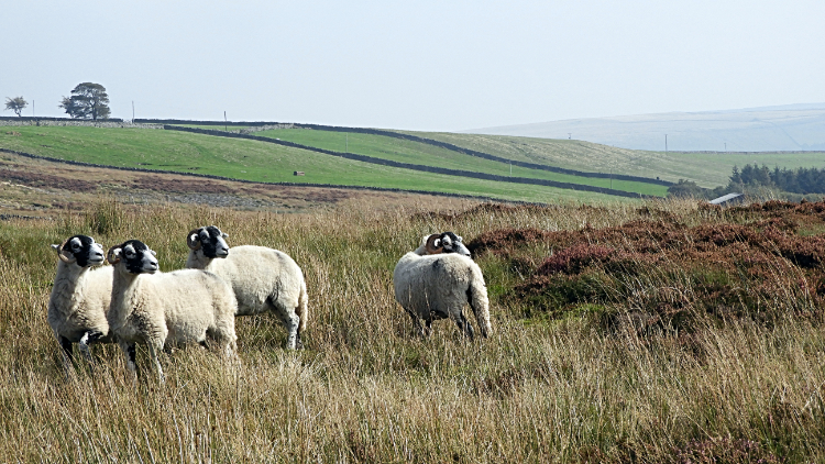 Swaledales in Nidderdale