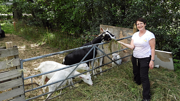 Lil and the goats at Kirk Bridge