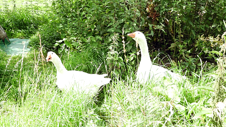 Cackling Geese at Kendal Bank Farm