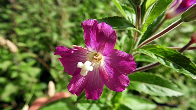 Showy Great Hairy Willowherb on the roadside