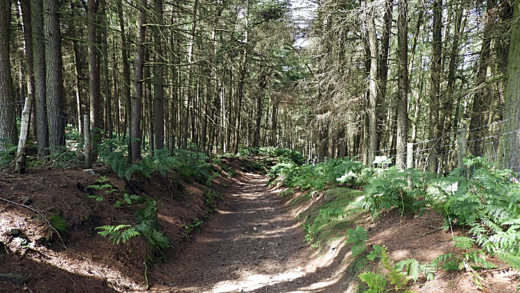 Path leading into Dallowgill Wood