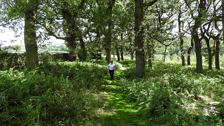 Glittering Copse