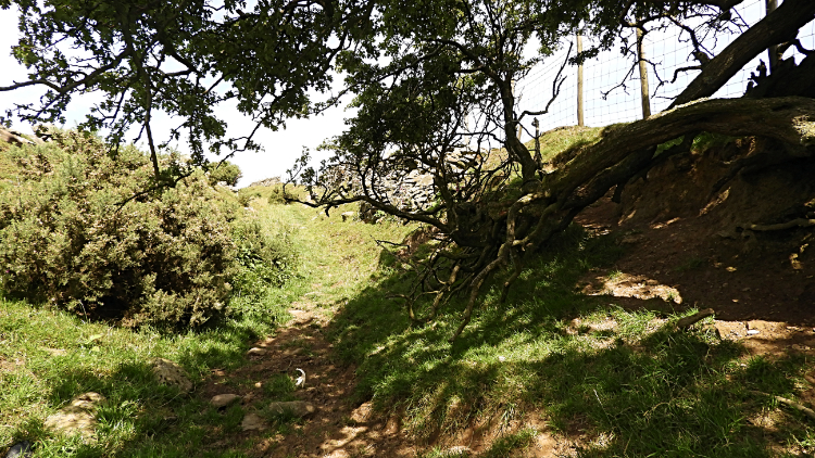 The ditch up to Near Toady Bank