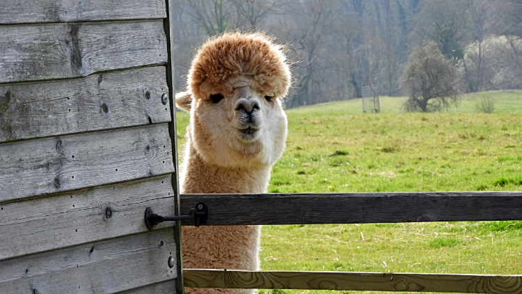 Meeting the Alpaca