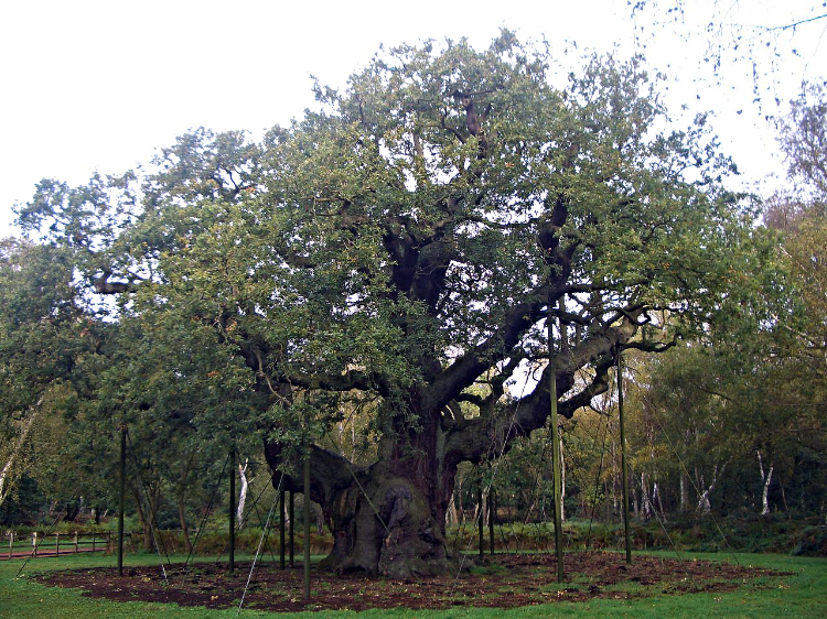 The Major Oak