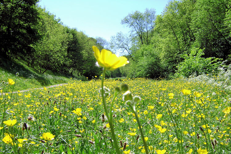 Buttercup meadow near Conksbury Bridge