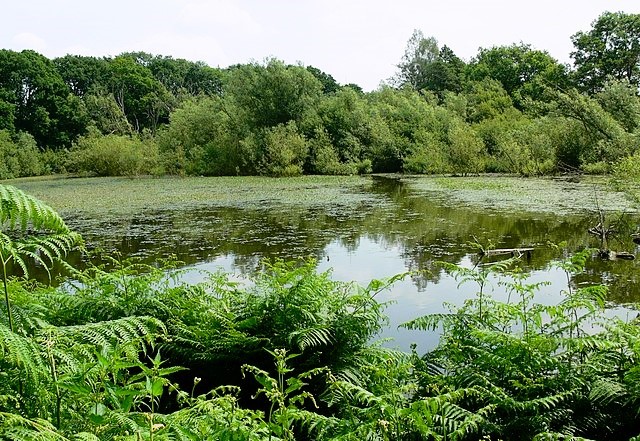 Blackbrook Reservoir