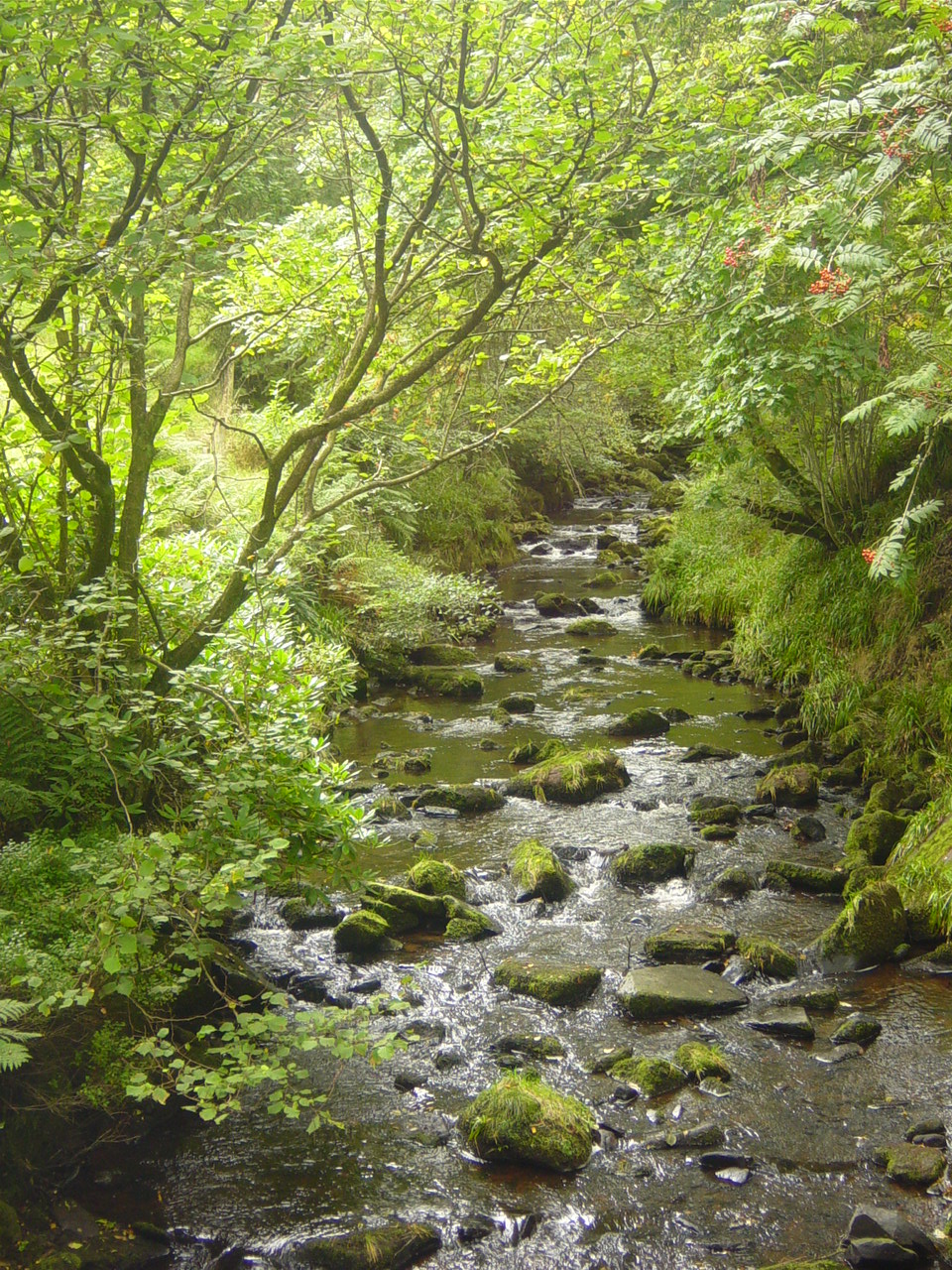 Black Brook