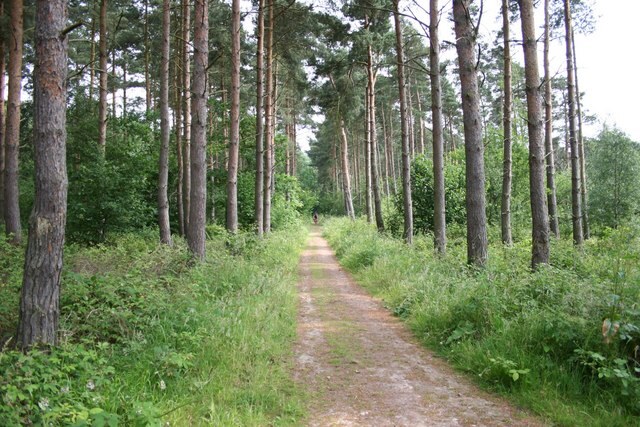 Skellingthorpe Woods