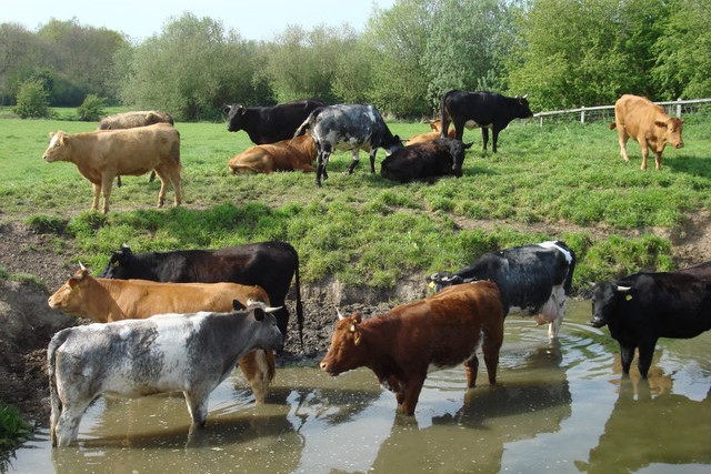 Cattle grazing on Sudbury Common