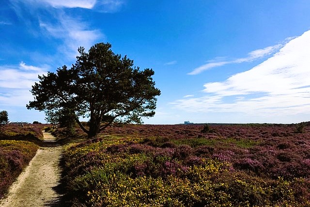 Dunwich Heath