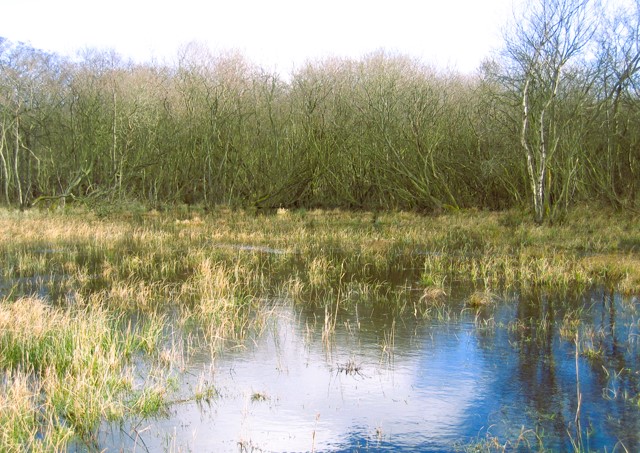 Broad Fen, Dilham