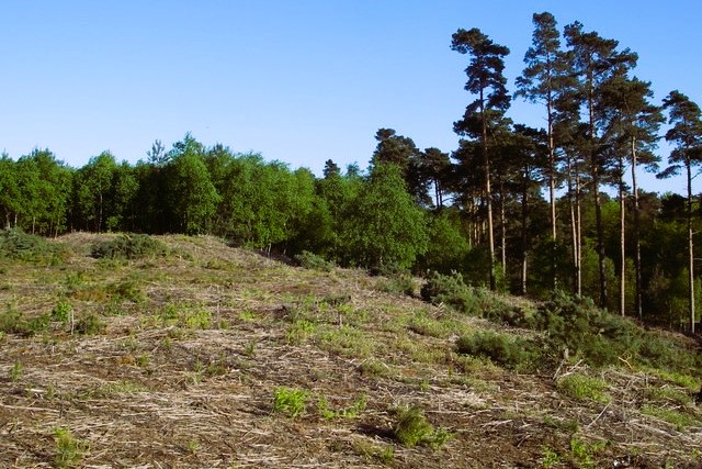 A wood clearing in Tunstall Forest