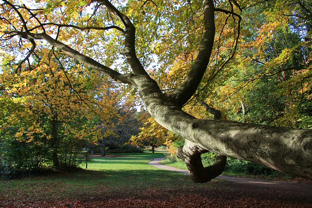 Brandon Country Park