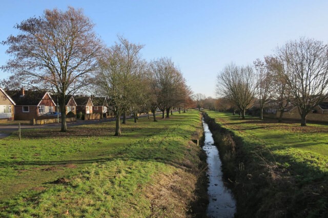 River Linnet in Holywell Meadows