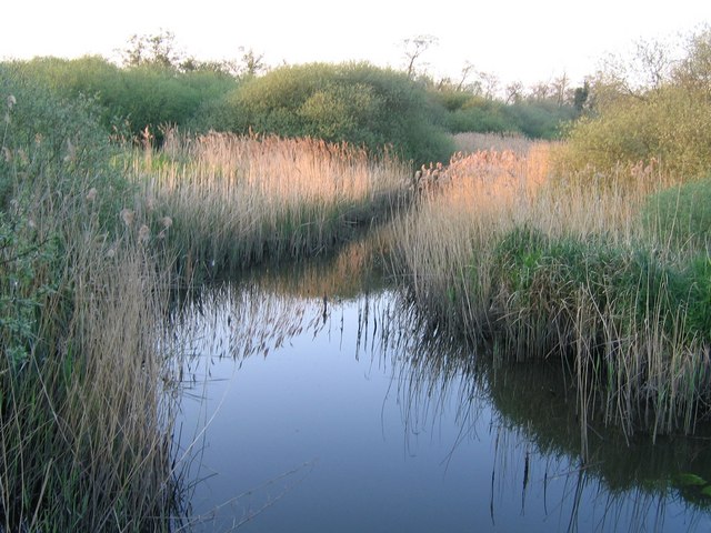 Surlingham Church Marsh