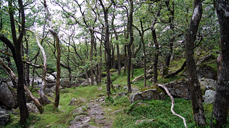 Woodland path near Duddon Bridge