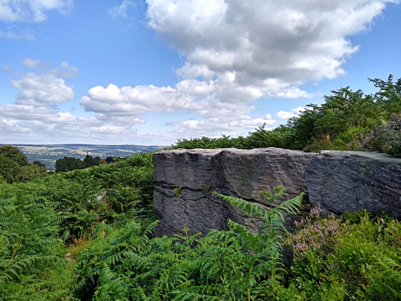 Outcrop and fern near White Wells