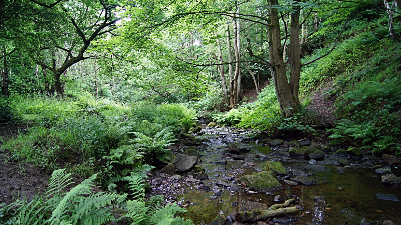 Shipley Glen